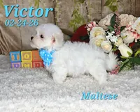 Victor💙, a male Maltese for sale in Barnett, MO – 5 of 5