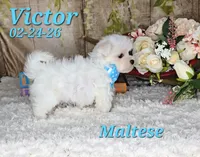 Victor💙, a male Maltese for sale in Barnett, MO – 3 of 5