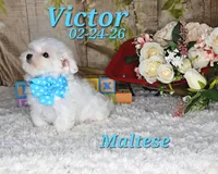 Victor💙, a male Maltese for sale in Barnett, MO – 2 of 5