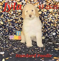 Jyla🩷, a female Poodle - Standard  for sale in Barnett, MO – Photo 5 of 8