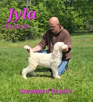 Jyla🩷, a female Poodle - Standard  for sale in Barnett, MO – 2 of 5