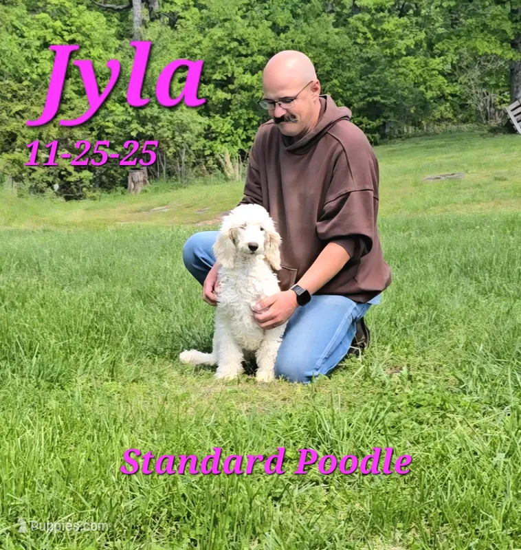 Jyla🩷 – Poodle - Standard  puppy for sale in Barnett, MO
