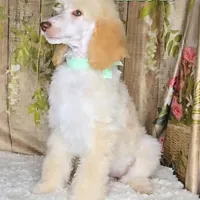 Jyla🩷, a female Poodle - Standard  for sale in Barnett, MO – Photo 3 of 8