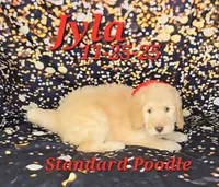 Jyla🩷, a female Poodle - Standard  for sale in Barnett, MO – Photo 8 of 8