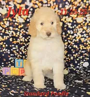 Jyla🩷, a female Poodle - Standard  for sale in Barnett, MO – Photo 1 of 8