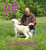 Jyla🩷, a female Poodle - Standard  for sale in Barnett, MO – 3 of 5