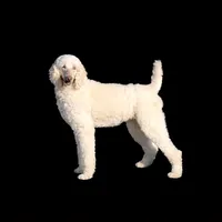 Jyla🩷, a female Poodle - Standard  for sale in Barnett, MO – Photo 2 of 8