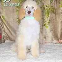 Jyla🩷, a female Poodle - Standard  for sale in Barnett, MO – Photo 5 of 8