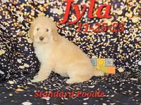 Jyla🩷, a female Poodle - Standard  for sale in Barnett, MO – Photo 7 of 8