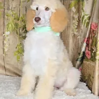 Jyla🩷, a female Poodle - Standard  for sale in Barnett, MO – Photo 1 of 8