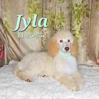 Jyla🩷, a female Poodle - Standard  for sale in Barnett, MO – Photo 6 of 8