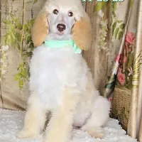 Jyla🩷, a female Poodle - Standard  for sale in Barnett, MO – Photo 2 of 8