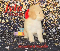 Jyla🩷, a female Poodle - Standard  for sale in Barnett, MO – Photo 6 of 8