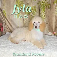 Jyla🩷, a female Poodle - Standard  for sale in Barnett, MO – Photo 4 of 8
