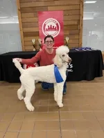 Jyla🩷, a female Poodle - Standard  for sale in Barnett, MO – Photo 3 of 8