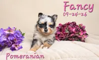 Fancy 🩷, a female Pomeranian for sale in Barnett, MO – 1 of 5