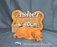 Asher 💙, a male Poodle - Miniature  for sale in Barnett, MO – 2 of 3