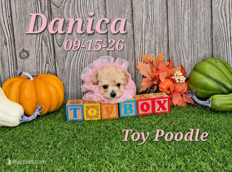 Danica 🩷 – Poodle - Toy  puppy for sale in Barnett, MO