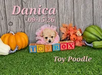 Danica 🩷, a female Poodle - Toy  for sale in Barnett, MO – 1 of 6