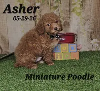Asher 💙, a male Poodle - Miniature  for sale in Barnett, MO – 2 of 4