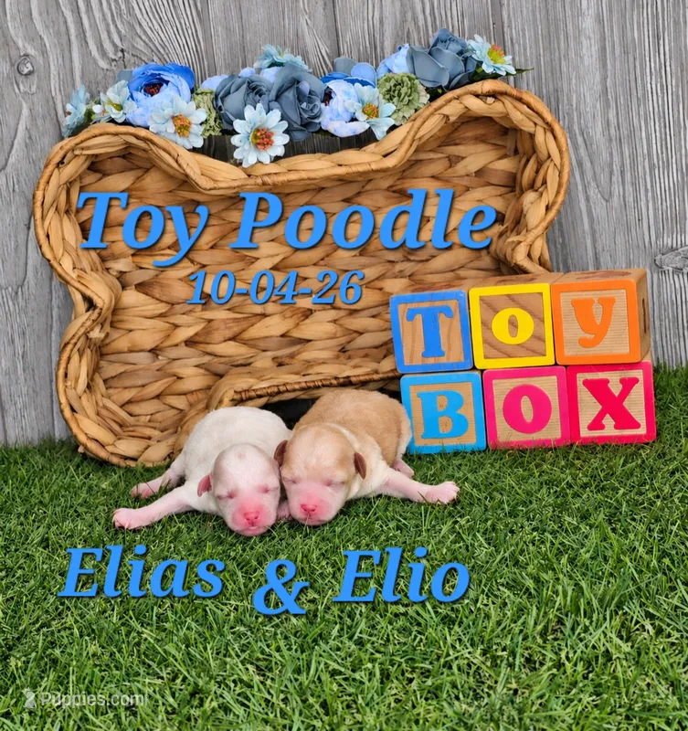 Elio 💙, a male Poodle - Toy  for sale in Barnett, MO – 1 of 4