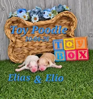 Elio 💙, a male Poodle - Toy  for sale in Barnett, MO – 1 of 4