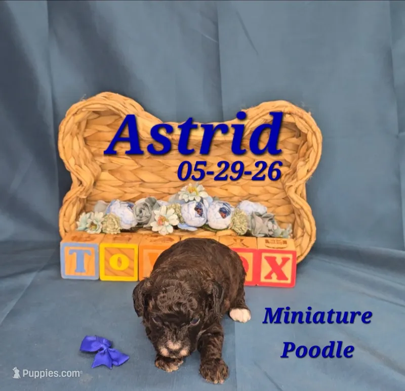 Astrid 💙 – Poodle - Miniature  puppy for sale in Barnett, MO