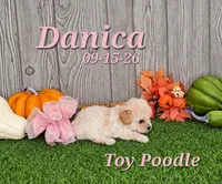 Danica 🩷, a female Poodle - Toy  for sale in Barnett, MO – 3 of 6