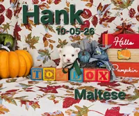 Hank 💙, a male Maltese for sale in Barnett, MO – 1 of 4