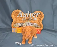 Asher 💙, a male Poodle - Miniature  for sale in Barnett, MO – 3 of 3