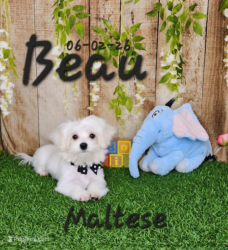 Beau 💙 – Maltese puppy for sale in Barnett, MO