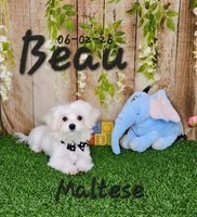 Beau 💙, a male Maltese for sale in Barnett, MO – 1 of 6