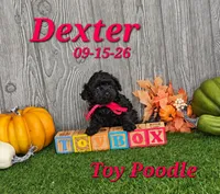 Dexter 💙, a male Poodle - Toy  for sale in Barnett, MO – 3 of 5