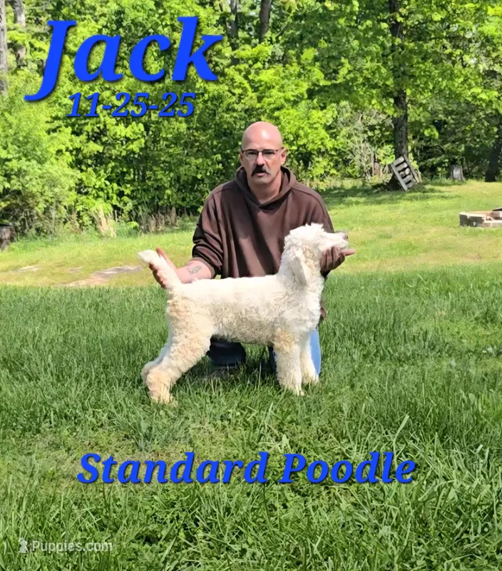 Jack💙 – Poodle - Standard  puppy for sale in Barnett, MO