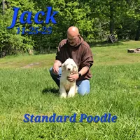 Jack💙, a male Poodle - Standard  for sale in Barnett, MO – 3 of 5