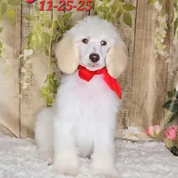 Jack💙, a male Poodle - Standard  for sale in Barnett, MO – Photo 1 of 6