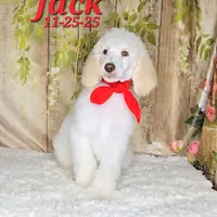 Jack💙, a male Poodle - Standard  for sale in Barnett, MO – Photo 4 of 6
