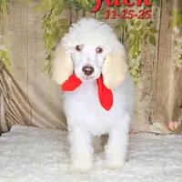 Jack💙, a male Poodle - Standard  for sale in Barnett, MO – Photo 3 of 6