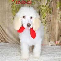Jack💙, a male Poodle - Standard  for sale in Barnett, MO – Photo 2 of 6