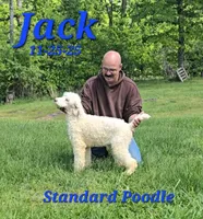 Jack💙, a male Poodle - Standard  for sale in Barnett, MO – 2 of 5