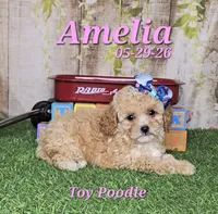 Amelia 🩷, a female Poodle - Toy  for sale in Barnett, MO – 3 of 4
