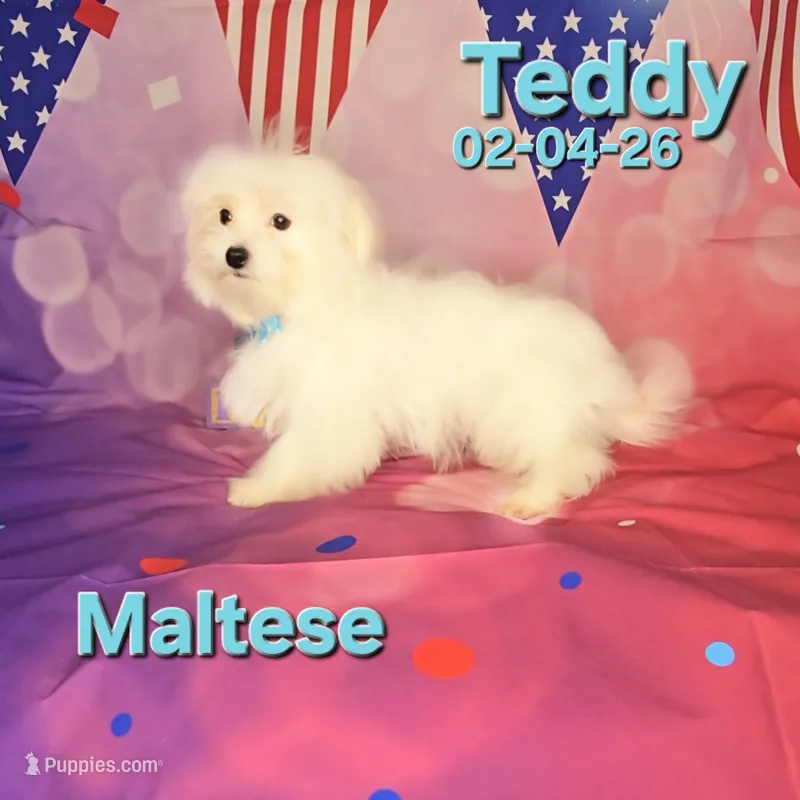 Teddy 💙 – Maltese puppy for sale in Barnett, MO