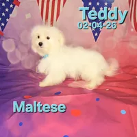 Teddy 💙, a male Maltese for sale in Barnett, MO – 1 of 4