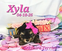 Xyla 🩷, a female Yorkshire Terrier for sale in Barnett, MO – 3 of 4
