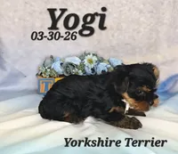 Yogi 💙, a male Yorkshire Terrier for sale in Barnett, MO – 3 of 3