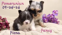 Fancy 🩷, a female Pomeranian for sale in Barnett, MO – 4 of 5