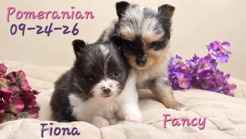 Finoa 🩷 AKC, a female Pomeranian for sale in Barnett, MO – 1 of 5