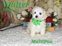 Walter💙, a male Maltipoo for sale in Barnett, MO – 5 of 5