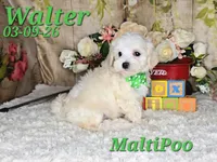 Walter💙, a male Maltipoo for sale in Barnett, MO – 4 of 5