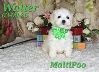 Walter💙, a male Maltipoo for sale in Barnett, MO – 3 of 5